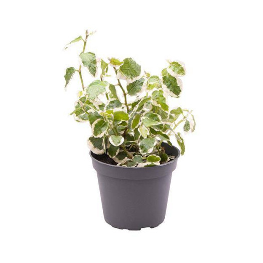 MINI FICUS pumila D06 x12 Bellus PANACHE