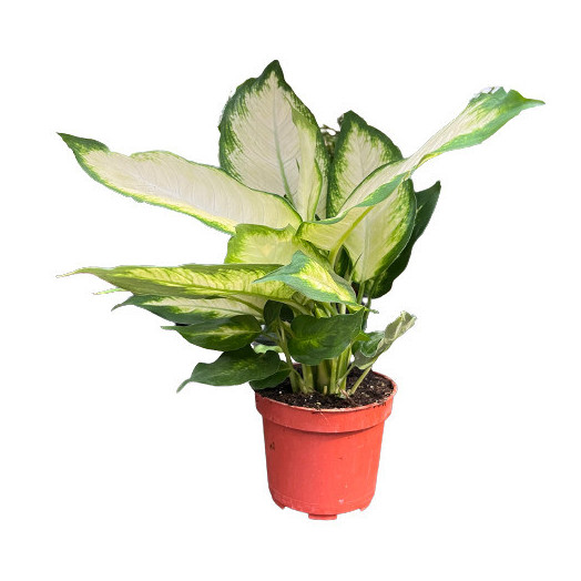 DIEFFENBACHIA hybride D12 x10 Amy