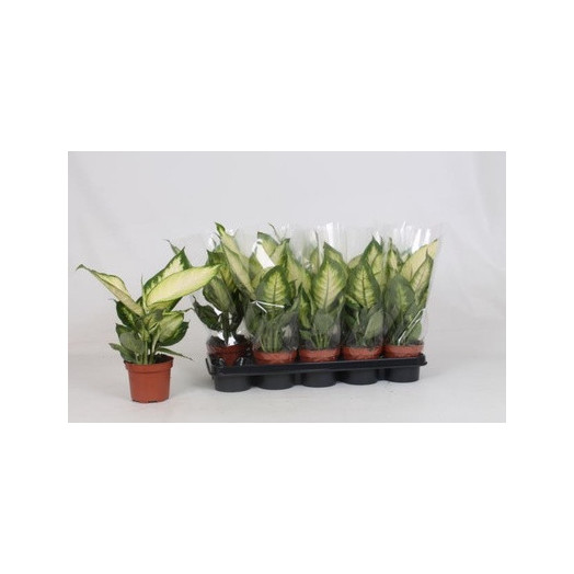 DIEFFENBACHIA hybride D12 x10 Amy