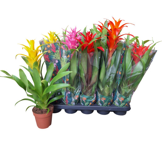 GUZMANIA hybride D12 x10 MIX
