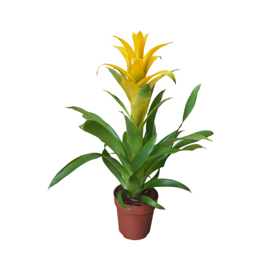 GUZMANIA hybride D12 x10 MIX