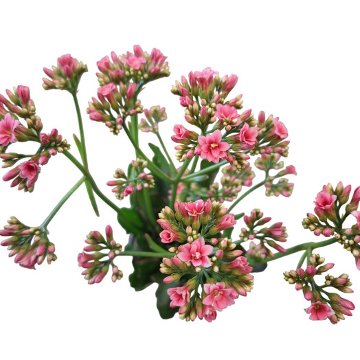 KALANCHOE laciniata D11 X8 LadyLike Pink