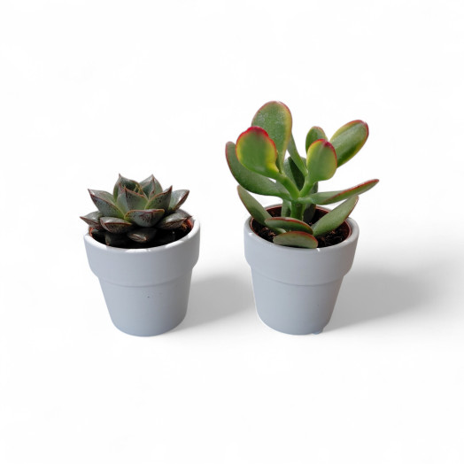 MINI SUCCULENTE x D06 P x20 Tanzania MIX