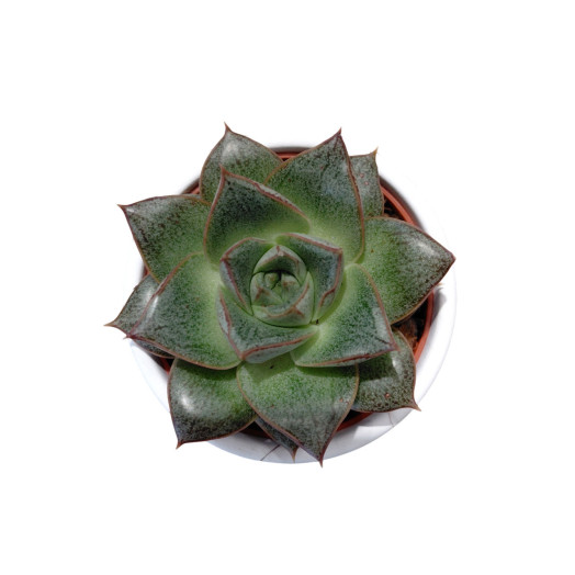 MINI SUCCULENTE x D06 P x20 Tanzania MIX