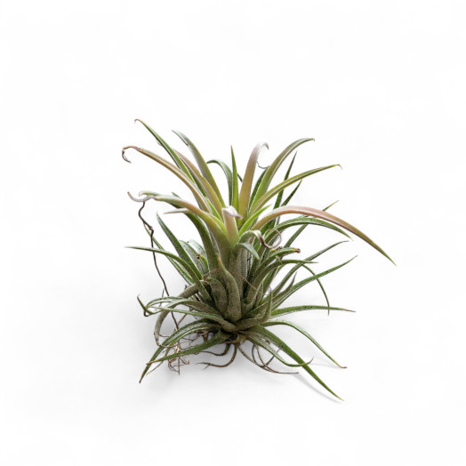 TILLANDSIA ionantha D06 P x20 ROUGE