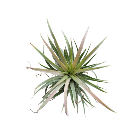 TILLANDSIA ionantha D06 P x20 ROUGE