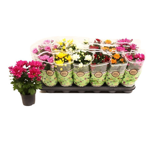 CHRYSANTHEMUM ind MULTI D09 Px18 Chrysantheme MIX
