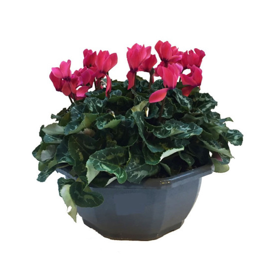 CYCLAMEN persicum D27 COUPE 3PPP