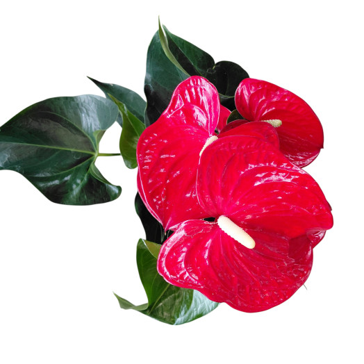 ANTHURIUM andreanum D14 P x8 Querida