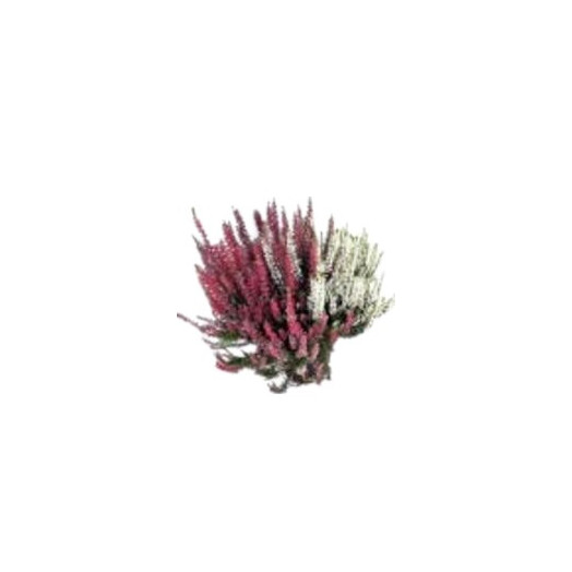 CALLUNA vulgaris D13X8 G.G. Twin Girls