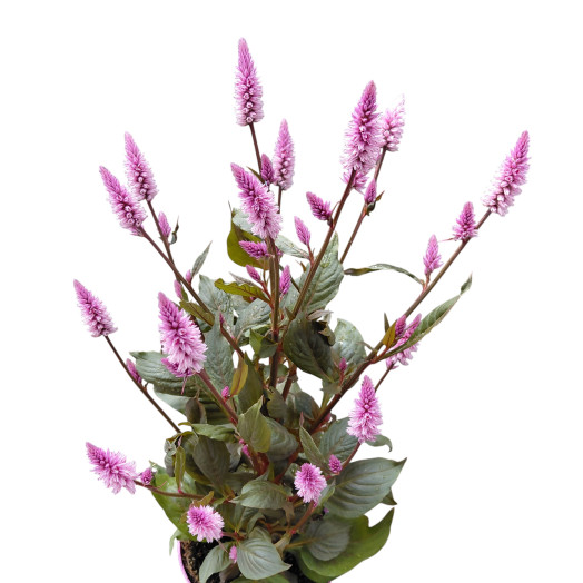 CELOSIA merida D12 X6 PINK