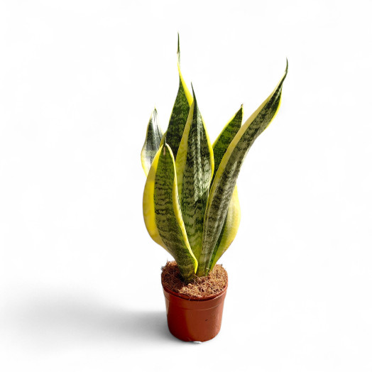 SANSEVIERIA trifasciata D09 P x12 Futura Superba