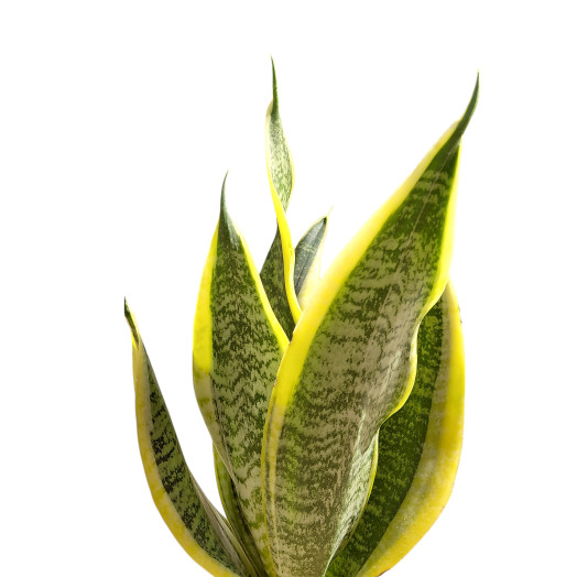 SANSEVIERIA trifasciata D09 P x12 Futura Superba