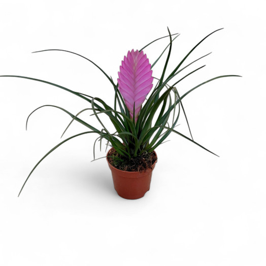 TILLANDSIA hybride D09 P X11 Vincent