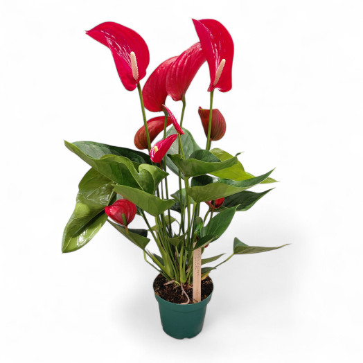 ANTHURIUM andreanum D14 P x7 Melodia