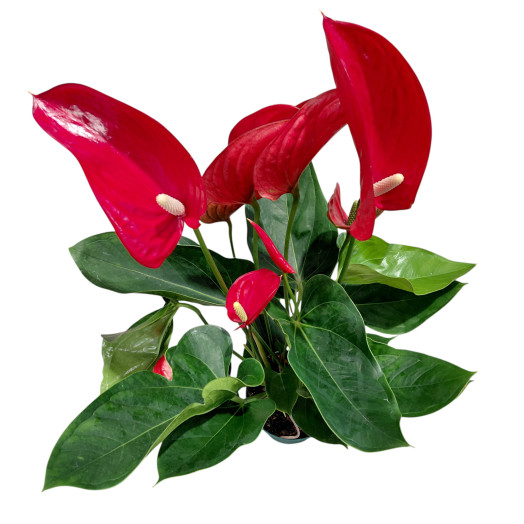 ANTHURIUM andreanum D14 P x7 Melodia