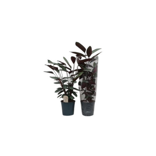 CTENANTHE setosa D17 x6 Conpact star