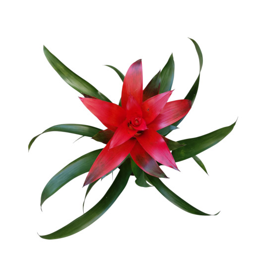 GUZMANIA x D13C X6 Allura CERAMIQUE