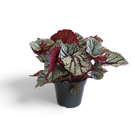 BEGONIA rex D17 X3 Beleaf
