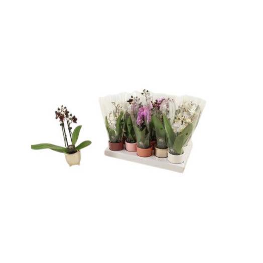 MINI PHALAENOPSIS hyb.D06C 2BR X20 CERAMIQUE