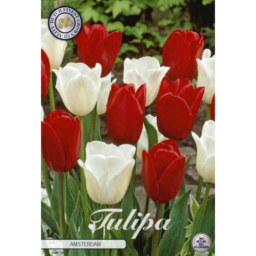 BULBE TULIPA 12+ SACHET DE 25 Garden Amsterdam