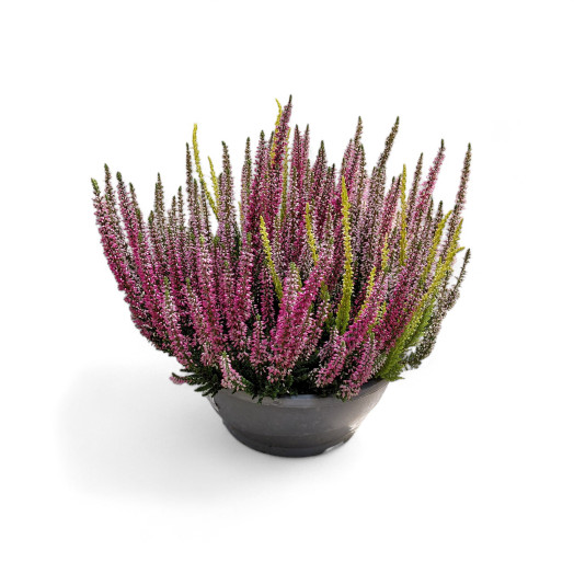 CALLUNA vulgaris D23B.L. COUPE TRIO Carnaval
