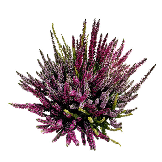 CALLUNA vulgaris D23B.L. COUPE TRIO Carnaval