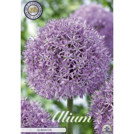 BULBE ALLIUM x 20+ SACHET DE 10 Gladiator