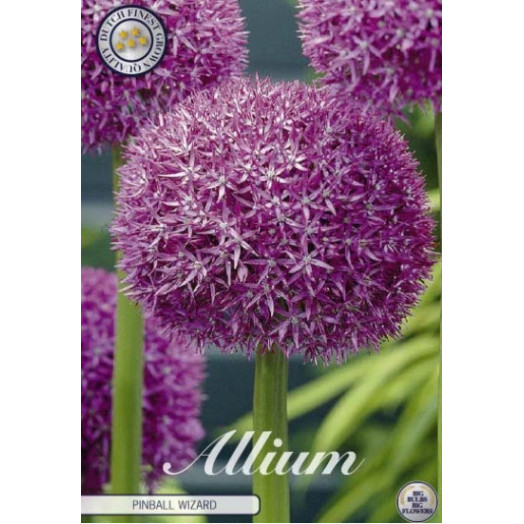 BULBE ALLIUM x 20-22 SACHET DE 10 Pinball Wizard