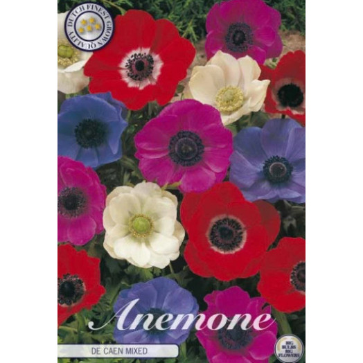 BULBE ANEMONA coronaria 5-6 SACHET DE 25 Anem. de Caen MIX