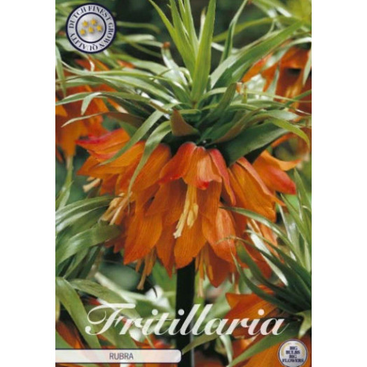 BULBE FRITILLARIA fritillariailiia 24-26 SACHET DE 5 Imperialis Rubra