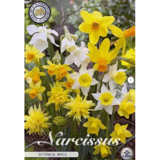 BULBE NARCISSUS x 12+ SACHET DE 25 Botanical MIX