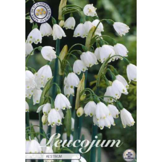 BULBE LEUCOJUM aestivum 10+ SACHET DE 25