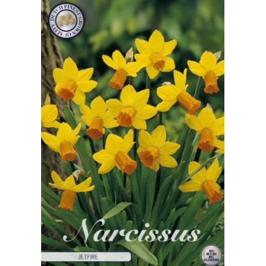 BULBE NARCISSUS x 12+ SACHET DE 25 Botanical Jetfire
