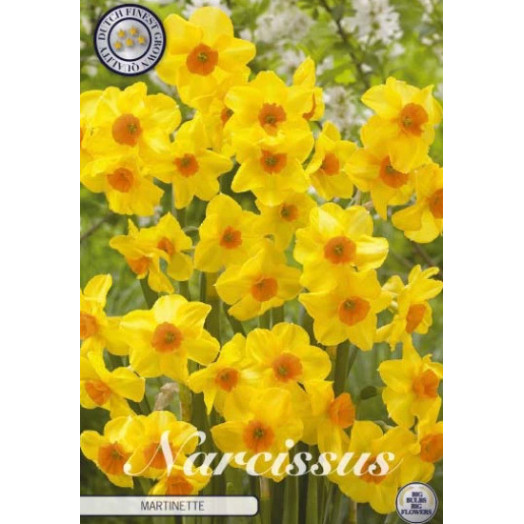 BULBE NARCISSUS x 12+ SACHET DE 25 Martinette