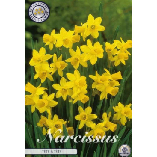 BULBE NARCISSUS x 12-14 SACHET DE 25 Tete a Tete