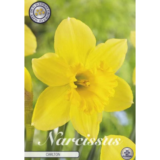 BULBE NARCISSUS x 14-16 SACHET DE 15 Trumpet Carlton