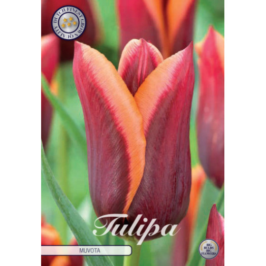 BULBE TULIPA TRIUMPH 12+ SACHET DE 25 Muvota