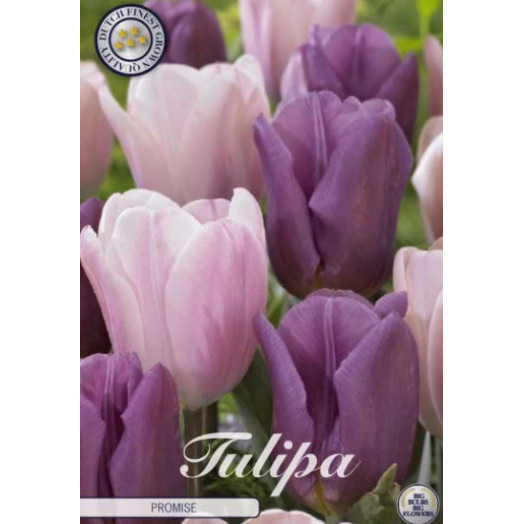 BULBE TULIPA GARDEN 12+ SACHET DE 25 Garden Promise