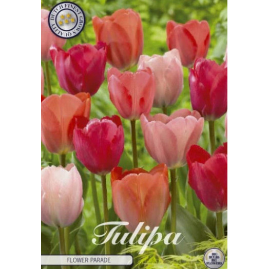 BULBE TULIPA GARDEN 12+ SACHET DE 25 Flower Parade