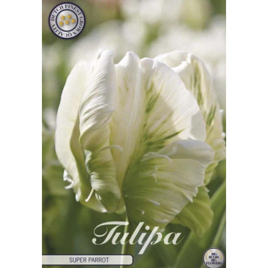 BULBE TULIPA PARROT 12+ SACHET DE 25 Super Parrot