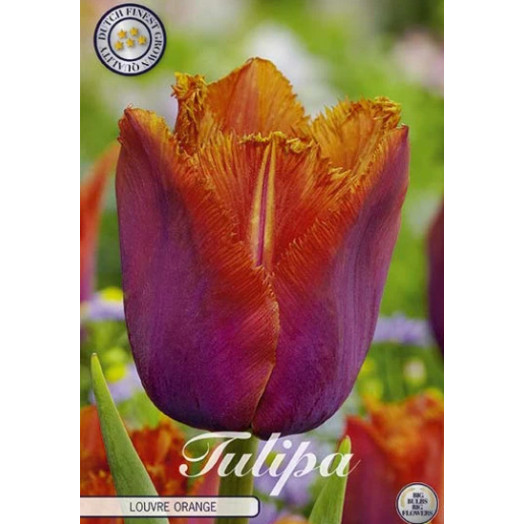 BULBE TULIPA 12+ SACHET DE 25 Louvre Orange