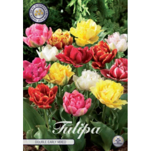 BULBE TULIPA x 12+ SACHET DE 25 Double Early MIX