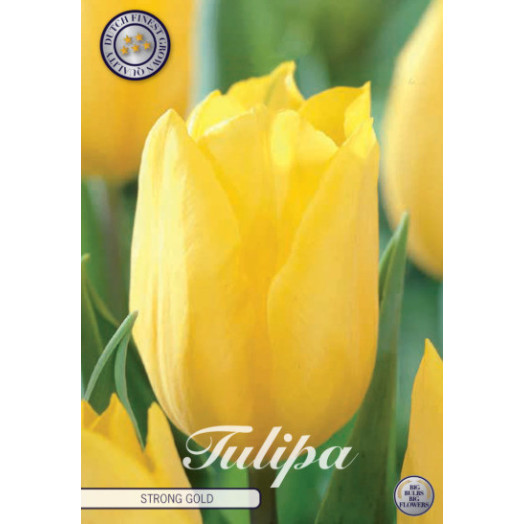BULBE TULIPA TRIUMPH 12+ SACHET DE 25 Strong Gold