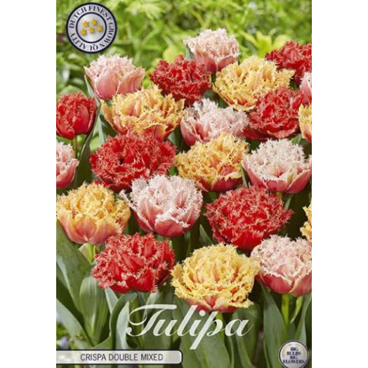BULBE TULIPA 12+ SACHET DE 25 Crispa Double MIX