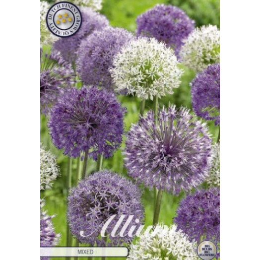 BULBE ALLIUM x 12-14 SACHET DE 25 MIX