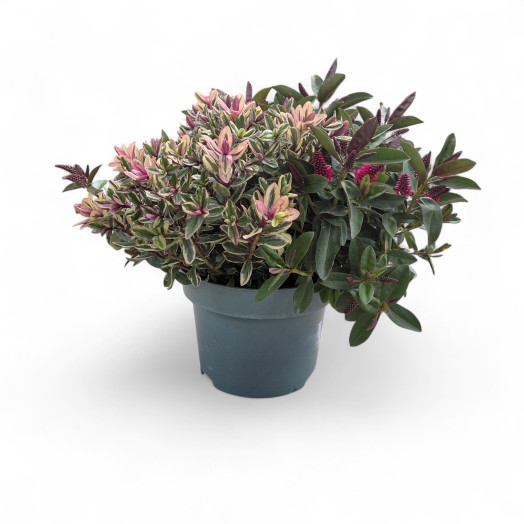 HEBE addenda D23 Veronique Trio