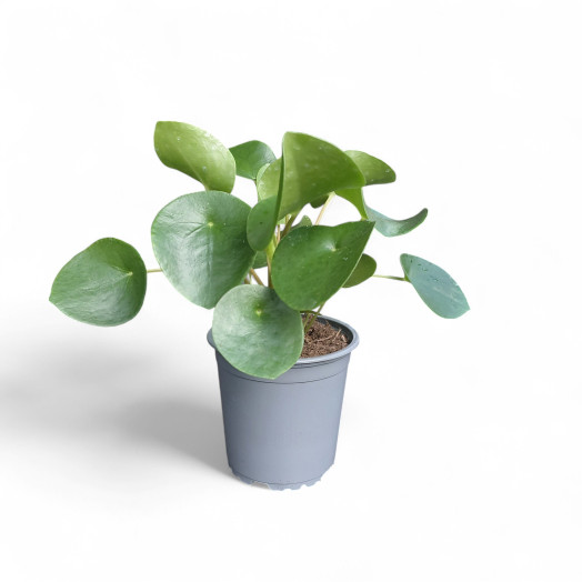 PILEA peperomoides D12 X10