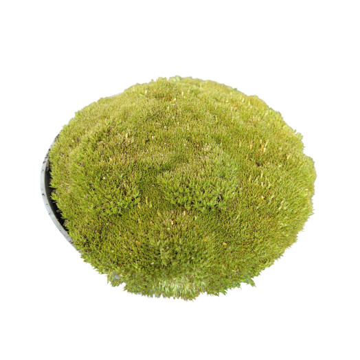 SAGINA subulata D13 P x8 MIX Precious Earth
