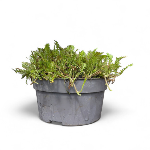 SAGINA subulata D13 P x8 MIX Precious Earth